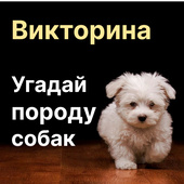 Головоломки